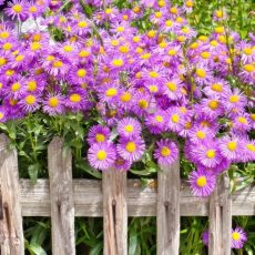 Aster dumosus 'Island Tonga' ®
