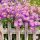 Aster dumosus 'Island Tonga' ®