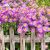 Aster dumosus 'Island Tonga' ®