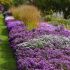 Aster dumosus 'Island Tonga' ®