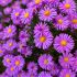 Aster dumosus 'Island Tonga' ®