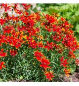 Coreopsis verticillata ´Ladybird´®