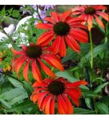 Echinacea purp.´Tomato Soup´