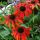 Echinacea purp.´Tomato Soup´