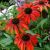 Echinacea purp.´Tomato Soup´