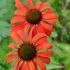 Echinacea purp.´Tomato Soup´