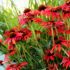 Echinacea purp.´Tomato Soup´