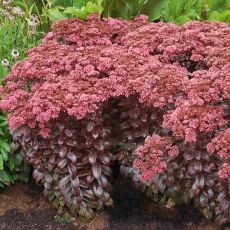 Sedum ´Dark Magic´®