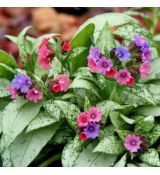 Pulmonaria ´Silver Bouquet´®