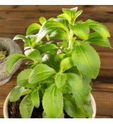 Stevia sladká
