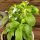 Stevia sladká