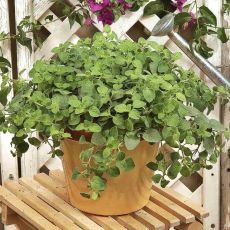 Pamajorán obyčajný (Oregano)