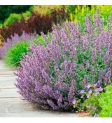 Nepeta x faassenii ´Walker´s Low´