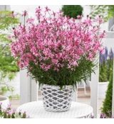 Gaura lindheimeri ´Baby Butterfly Dark Pink´®