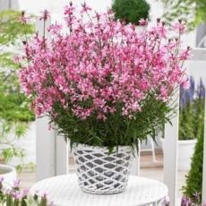 Gaura lindheimeri ´Baby Butterfly Dark Pink´®