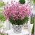 Gaura lindheimeri ´Baby Butterfly Dark Pink´®