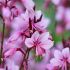 Gaura lindheimeri ´Baby Butterfly Dark Pink´®