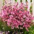Gaura lindheimeri ´Baby Butterfly Dark Pink´®