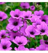 Geranium ´Anne Thomson´