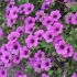 Geranium ´Anne Thomson´