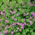 Geranium ´Anne Thomson´