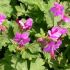 Geranium macrorrhizum ´Bevan´s Variety´