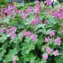 Geranium macrorrhizum ´Bevan´s Variety´