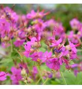Geranium macrorrhizum ´Bevan´s Variety´