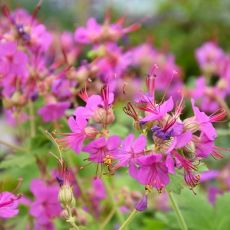 Geranium macrorrhizum ´Bevan´s Variety´