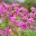 Geranium macrorrhizum ´Bevan´s Variety´