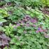 Geranium macrorrhizum ´Bevan´s Variety´