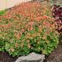 Geum cocineum ´Tempo Orange´