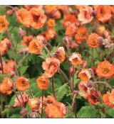 Geum cocineum ´Tempo Orange´