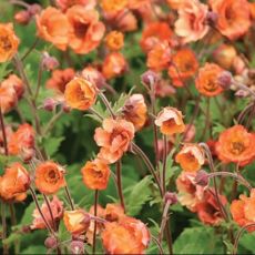 Geum cocineum ´Tempo Orange´