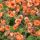 Geum cocineum ´Tempo Orange´