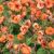 Geum cocineum ´Tempo Orange´