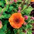 Geum cocineum ´Tempo Orange´