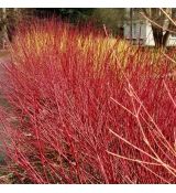 Cornus sericea 'Kelseyi'