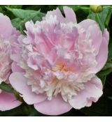 Paeonia lactiflora ´Noemie Demay´