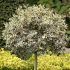 Ilex aquifolium ´Handsworth New Silver´ na kmienku