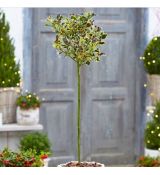 Ilex aquifolium ´Handsworth New Silver´ na kmienku