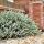 Erica carnea ´Winter Snow´