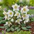 Helleborus niger ´Preacox´