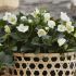 Helleborus niger ´Preacox´