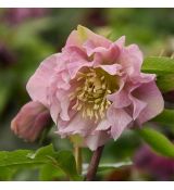 Helleborus ´Doubel Ellen Pink´