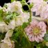 Helleborus ´Doubel Ellen Pink´