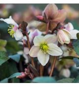 Helleborus x nigercors ´Emma´