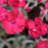 Dianthus gratianopolitanus 'Bombardier´