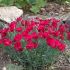 Dianthus gratianopolitanus 'Bombardier´