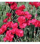 Dianthus gratianopolitanus 'Bombardier´